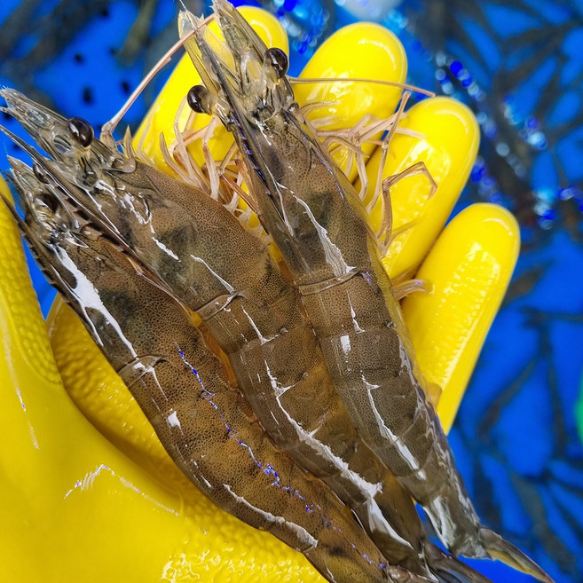 [당일조업] 국내산 첫출하 활새우 새우 왕새우 흰다리새우, 1박스, 급냉 새우 1kg (40미 내외)