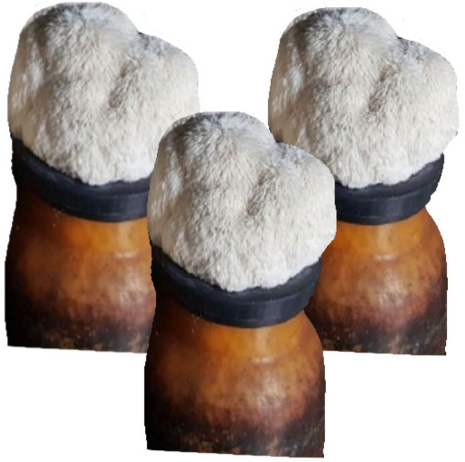 무농약 노루궁뎅이 버섯키우기 3개 버섯 배지 가정 유치원 어린이집 키트 체험