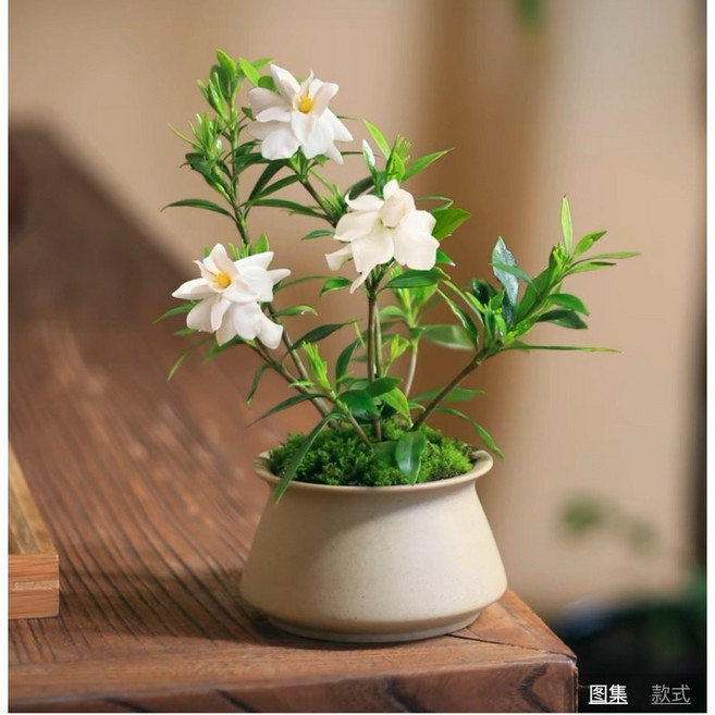 霏霏園藝 小葉梔子花盆栽 居家綠植 清新雅緻, 1個