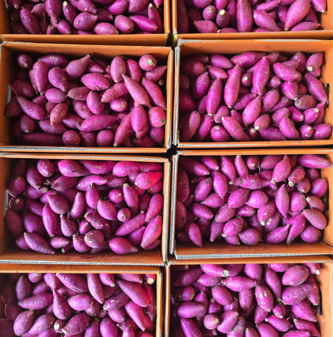 25년첫출하 탑마루고구마 당도최상급 고구마판매1위 한입밤고구마 익산고구마, 1박스, 3kg(한입)