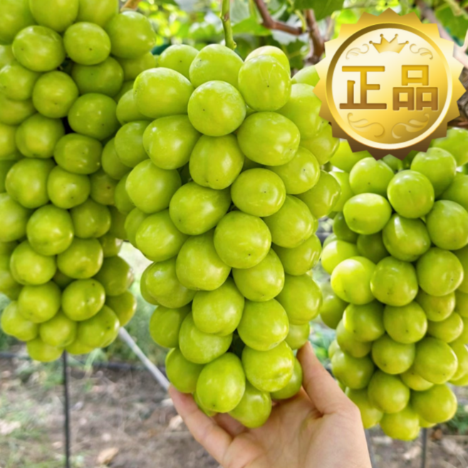 [2일특가] 하루농장 프리미엄 포도 고당도 샤인머스캣, 1박스, 2kg 당일수확