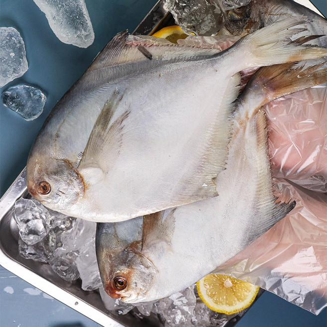 국내산 생물 병어 자연산 덕자 덕대 1kg 2kg 3kg, 국내산병어 3kg (12-21미), 1개