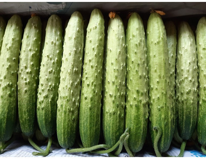 백오이 상주오이 흙침 오이지용 소백이용 100개, 1개, 18kg