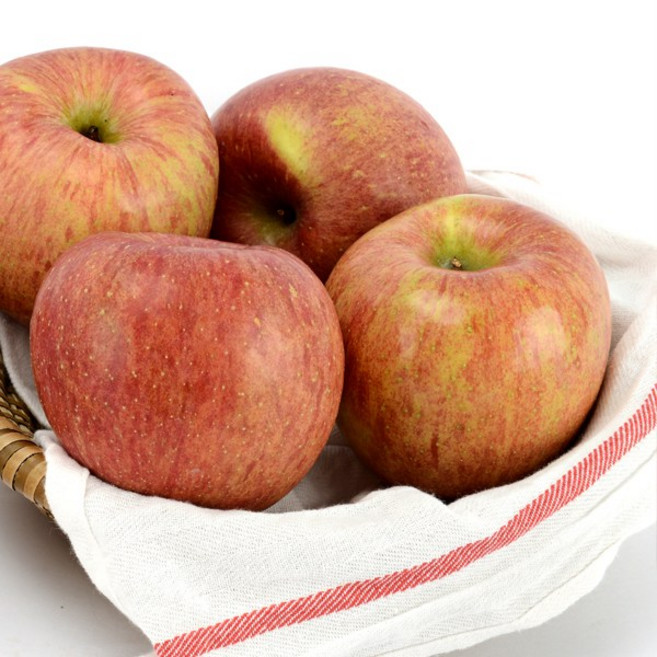 갓따온 경북 꿀사과 실속형, 1박스, 5kg 대과(13-18)