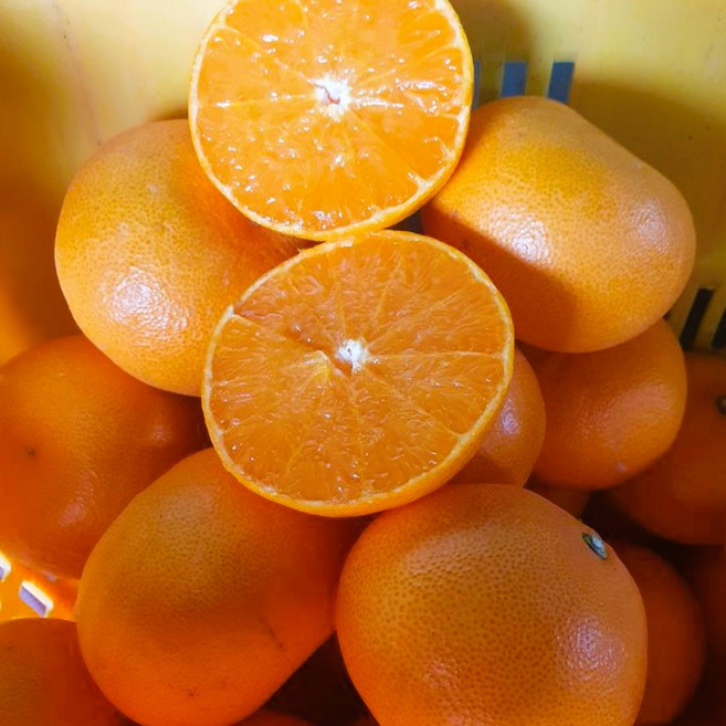 [37년째] 제주 카라향 천혜향 레드향, 1박스, 카라향 2kg