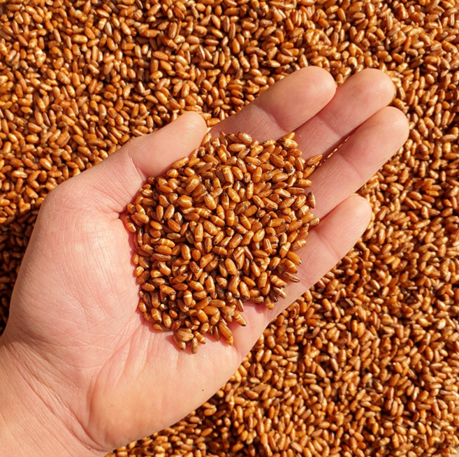 구수한 사람들 바로 볶아 고소한 국산 현미차, 1세트, 1개입, 500g