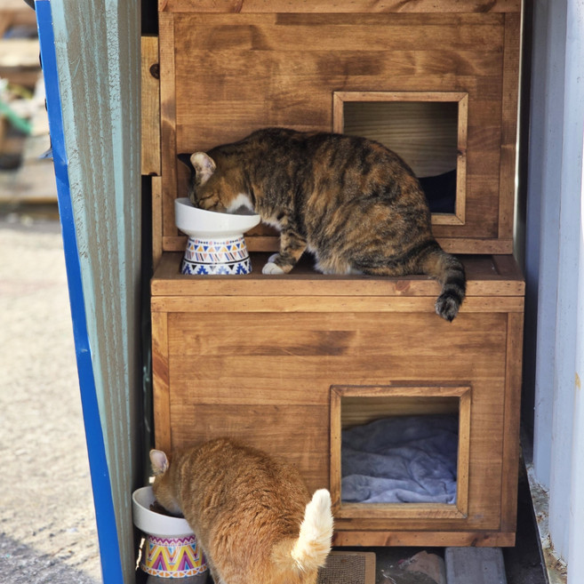 이너피스 원목 길고양이집 장마철 방수 벌레차단 실외 설치 여름 고양이 하우스