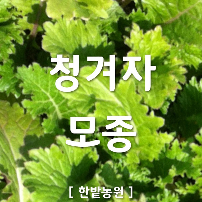 채소 모종 ~ 각종 묘종. 베란다 텃밭 세트 공기정화식물 허브 씨앗 채소모종 ~, H013 청겨자 모종 3개