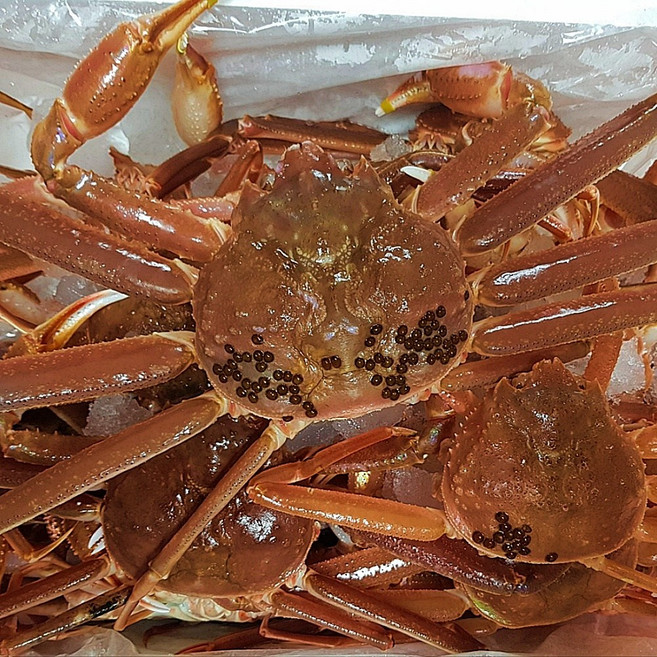 [산지직송]영덕박달대게(대) 3마리 5마리 10~10.5cm 동해에서 갓 잡아온 선주직송 싱싱한 영덕대게 대게 구룡포대게 포항대게 홍게, 박달대게(대) 5마리, 1개