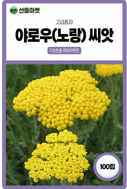 산들마켓 야로우 허브 씨앗 100립 노란 다년생 드라이 플라워로 사용하는 허브씨 종자, 2개