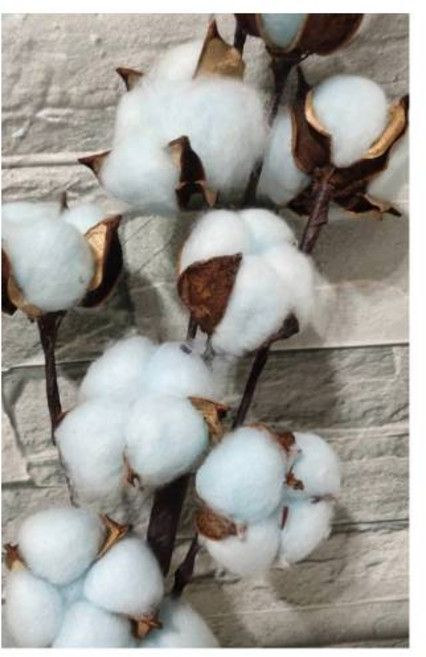 染色乾燥棉花 淡藍色單朵 手作花材 約4.5公分, 淡藍1朵-不含鐵絲
