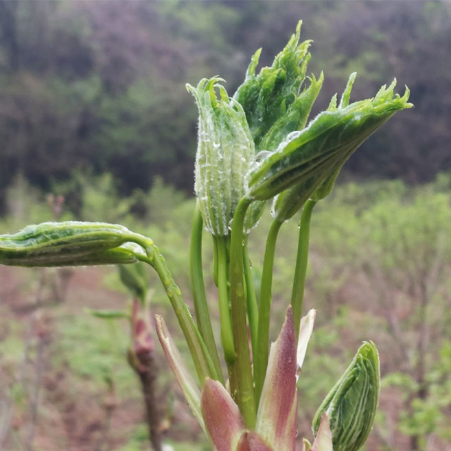 산지직송 엄나무순 개두릅 1kg, 1개