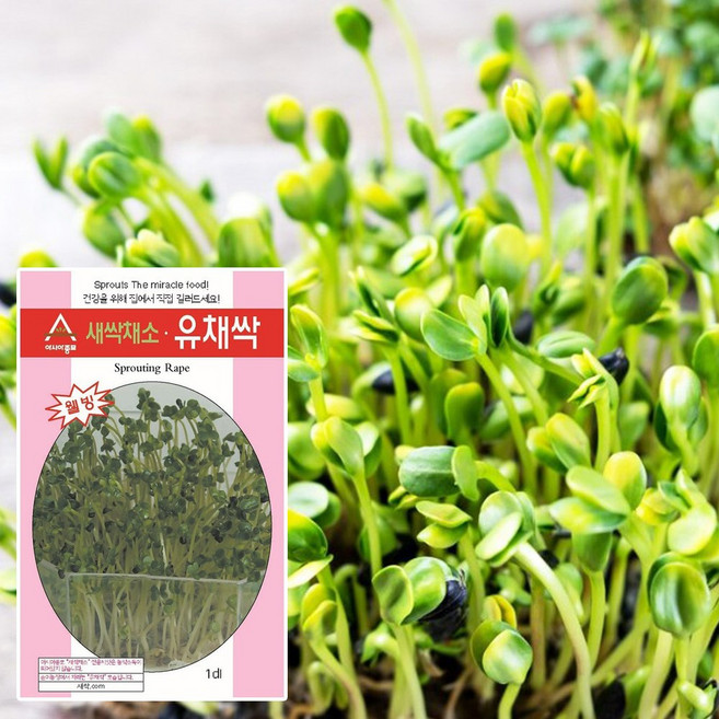 세경팜 유채 새싹 유채싹 30g, 2개