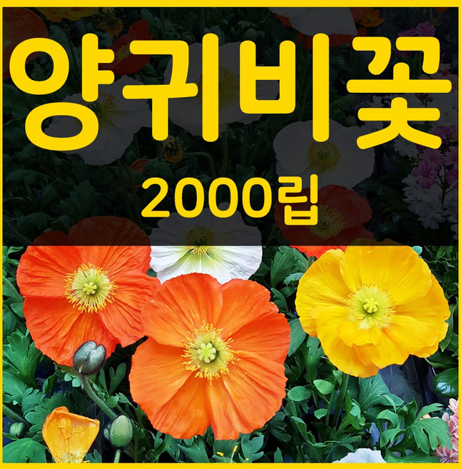 꽃씨몰 꽃씨 봄 파종 여름꽃씨 가을 노지월동 다년생 야생화 양귀비 종자 꽃씨앗, 1개
