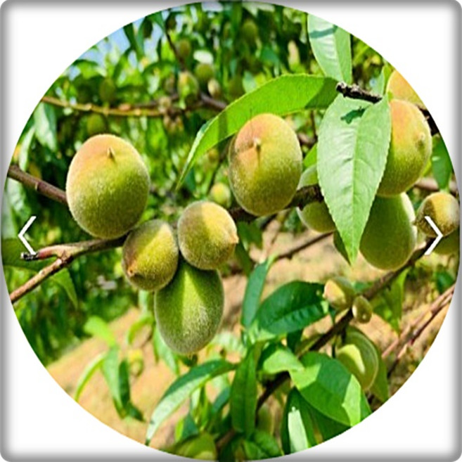 개복숭아나무/산복숭아/prunus persica/묘목/실생2년3주/접목묘/유실수/과일나무/약용수/과실청, 1개, 개복숭아접목1주