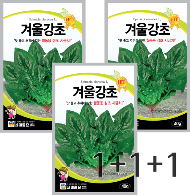 [주주씨앗] 겨울강초 월동 섬초시금치 씨앗 40g 3봉세트 채소씨앗 가을 겨울 파종 작물 월동시금치 종자 씨, 3개