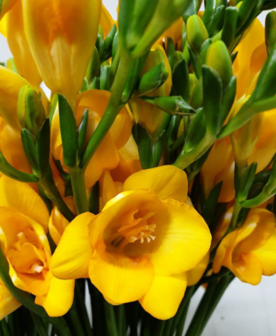 후리지아(노오란색) 봄의향기가 가득해요