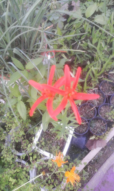 하늘나리 꽃나리 구근 여름꽃 모종 백합과 토종야생화