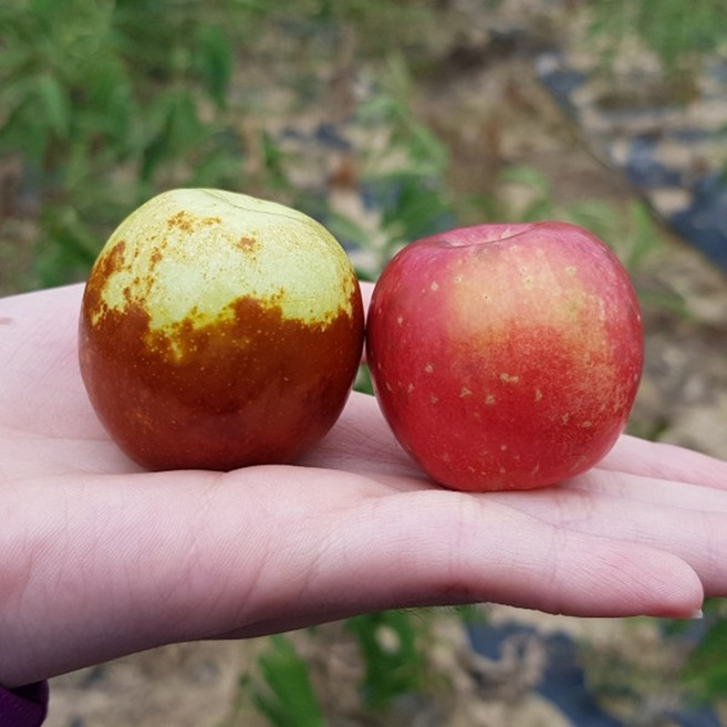 사과대추(사홍)나무 묘목 접목1년 (화분묘), 1개