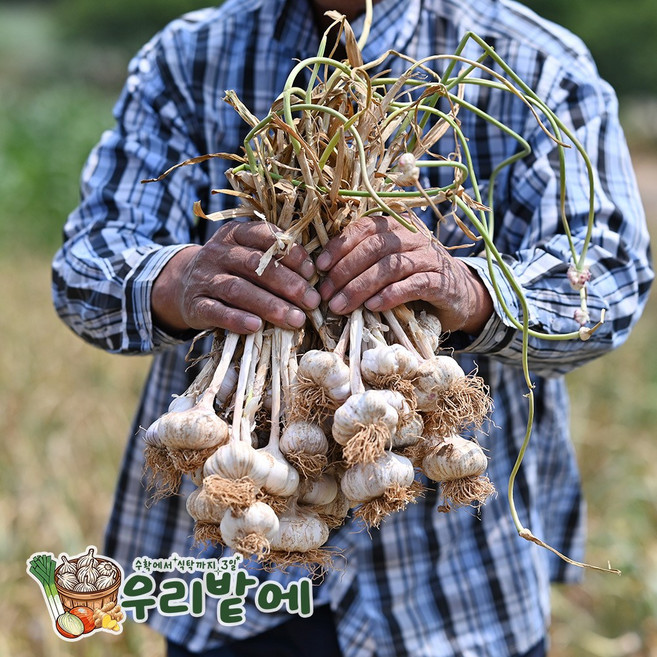 서산 햇마늘 황토밭 특품 마늘 대 반접 50개 농부직송 통마늘 장아찌 흑마늘, 60g
