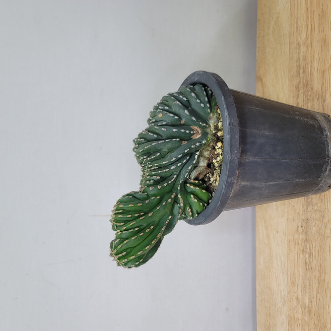 봄봄 아프리카식물 선인장 백운각철화 12센지분, 1개