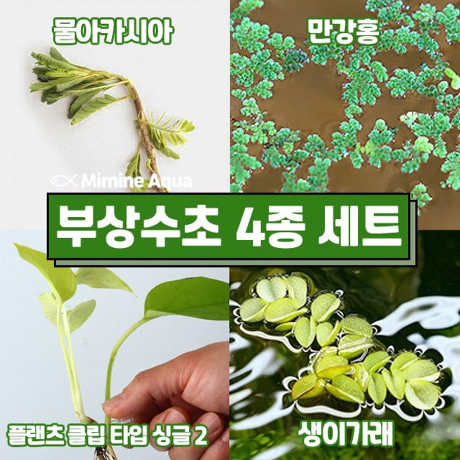 둥둥 수조 위 뜨는 부상 수초 키우기 4종 세트(SET27), 1세트