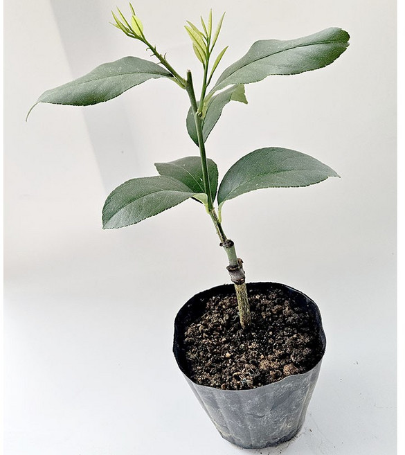 레몬나무 2년산 고양레몬 유실수, 1개, 제라몬2년산