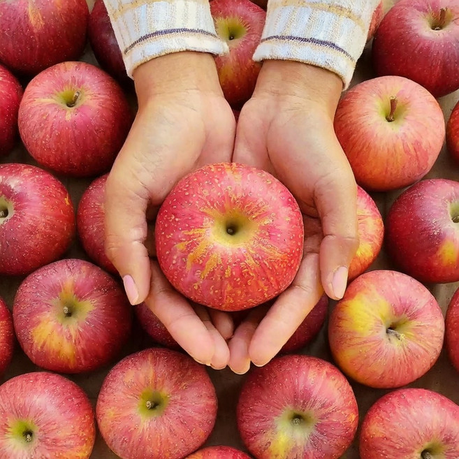 청송 문경 영주 맛있는 꿀사과 고당도 가정용 부사 10kg, 1개