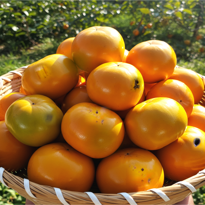 [초특가할인] 단감 감 못난이 고당도 단감, 1개, 못난이 단감 10kg(랜덤과)