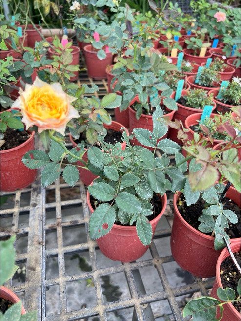 暮光玫瑰 多花四季開花, 1個, 四吋盆