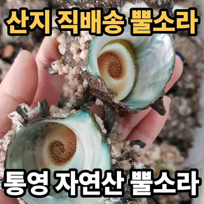 [통영 직배송] 자연산 특품 활 뿔소라, 1박스, 1kg