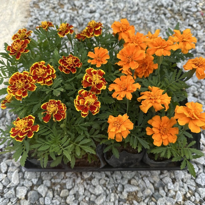 메리골드 주황 무늬 12개반반 할인세트, 1개