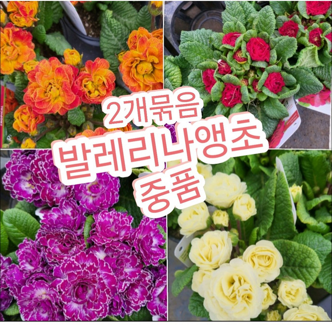 앵초 발레리나 2개 중품