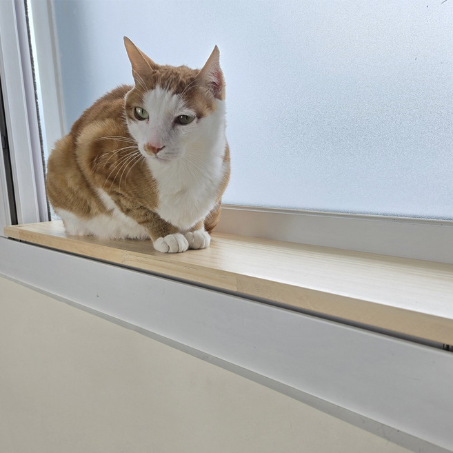 윈도캣 냥이 젤리보호 창틀덮개, 1개, (1.5cm)~70cmx16~23cm