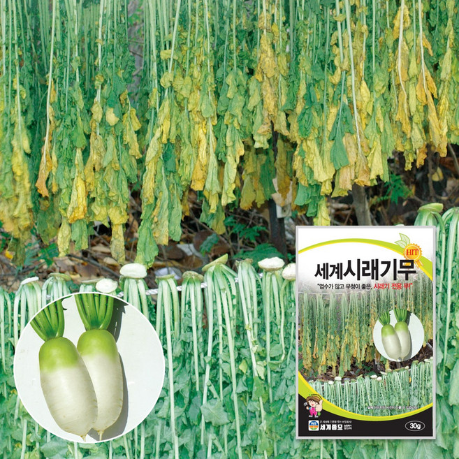 세계시래기무 30g / 종자 씨앗 텃밭 가을재배 국 무침 반찬재료, 4개