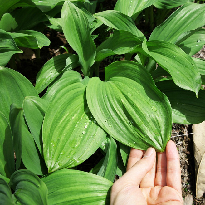 강원도 홍천 고랭지 명이나물 산마늘 생명이나물 울릉종 대포함명이, 1kg, 1박스