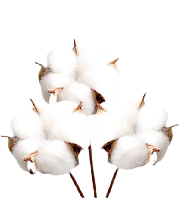 壹樓花藝雜貨 白色A級手工棉花1枝 (含桿長度約40cm) - 乾燥花/永生花/棉花, 白色