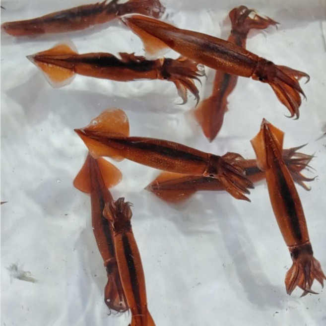 한입 미니 오징어 통찜 숙회 볶음 500g 1kg, 1개, 500g 내외 (4-8미 내외)