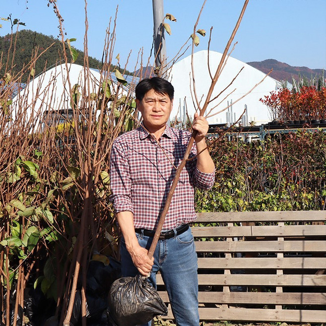 감나무 묘목 3년생 4년생 5년생 감나무 (결실주) 대봉감 태추단감 넙적단감 상서단감 야오끼대봉 둥시감 차량단감 월하, 1개, 둥시감 3년생