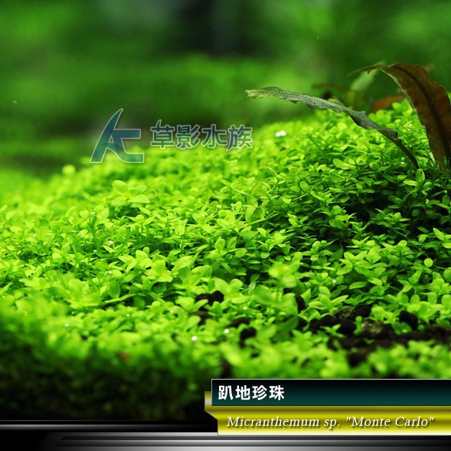【AC草影】 - 綠水草 前景草 新大珍珠 水生植物 大葉珍珠草 造景水草, 1個, 趴地珍珠散裝（5x5cm/水上葉）