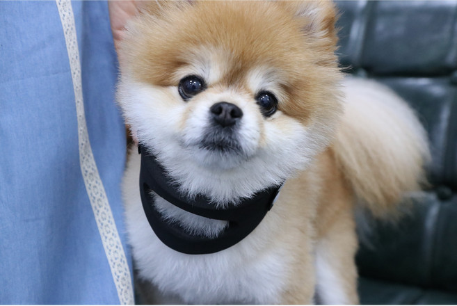 펫츠오앤피 강아지 목디스크 보호대 동물용의료기기, 검정, 1개