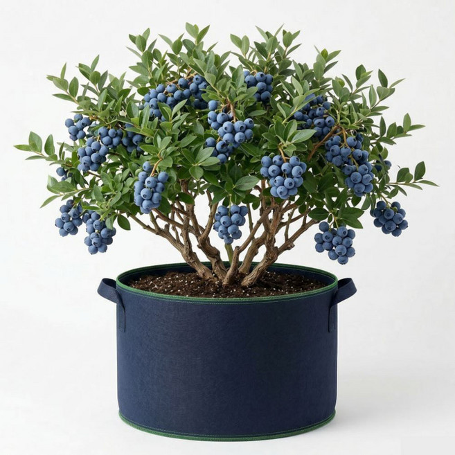 osshop 블루베리 묘목 부직포 화분 대형 60cm - 45cm, 부직포화분, 5개