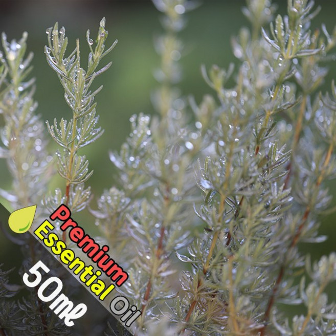 J021 로즈마리 50ml (Rosemary Essential Oil) 천연에센셜 오일 원액 아로마, 1개
