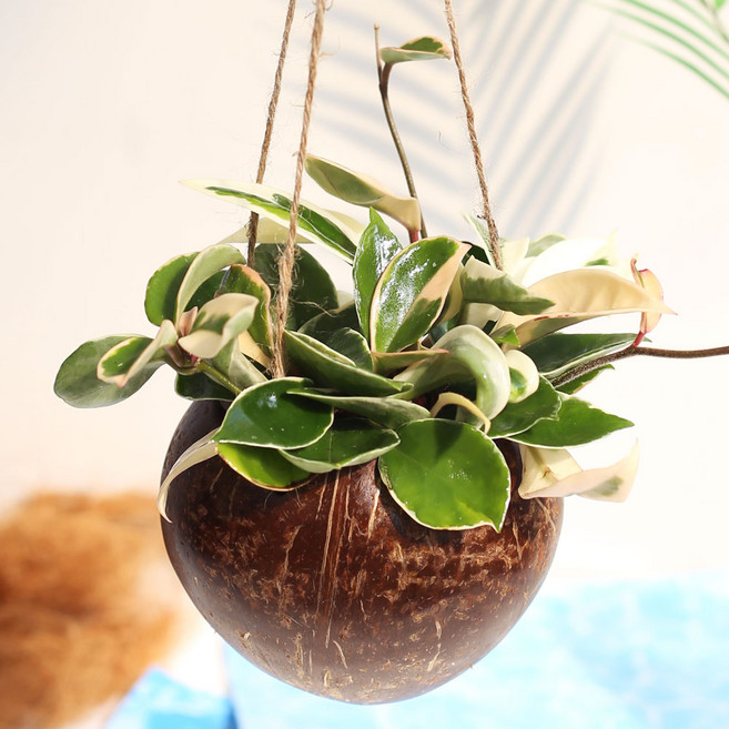 코코넛 걸이화분 넝굴식물 공중식물 행잉플랜트, 코코넛세트 12.호야, 코코넛색상, 1세트