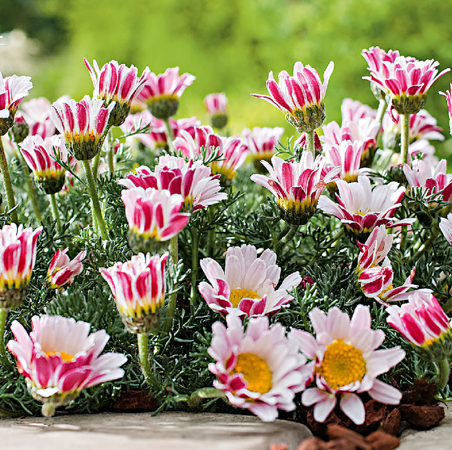 천지가야생화 구름국화 화분묘 고산식물 노지월동 다년초 소품 꽃화분, 3개