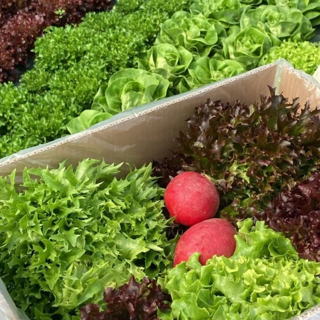 GAP 유럽샐러드 6종 700g 루꼴라 버터헤드 딜 크리스피 로메인 샐러드 산지직송, 1개