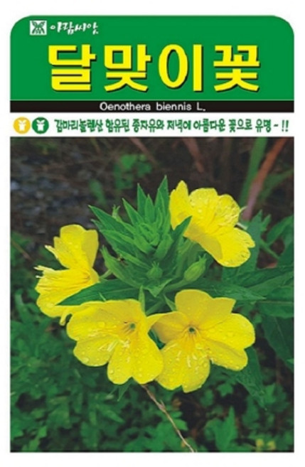 아람 달맞이꽃씨앗 4000립 두해살이 종자유 꽃씨, 1개