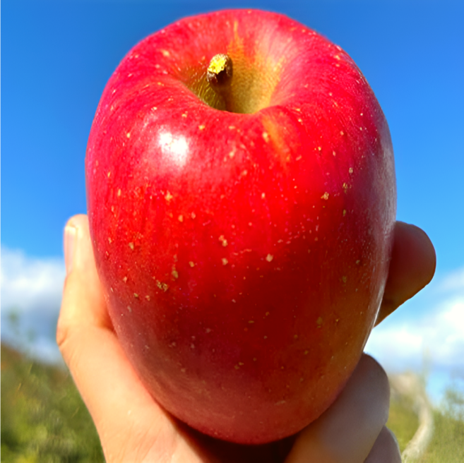 [타임특가] 부사 사과 16brix 초고당도 가정용 소과 (실속형), 1박스, 2kg