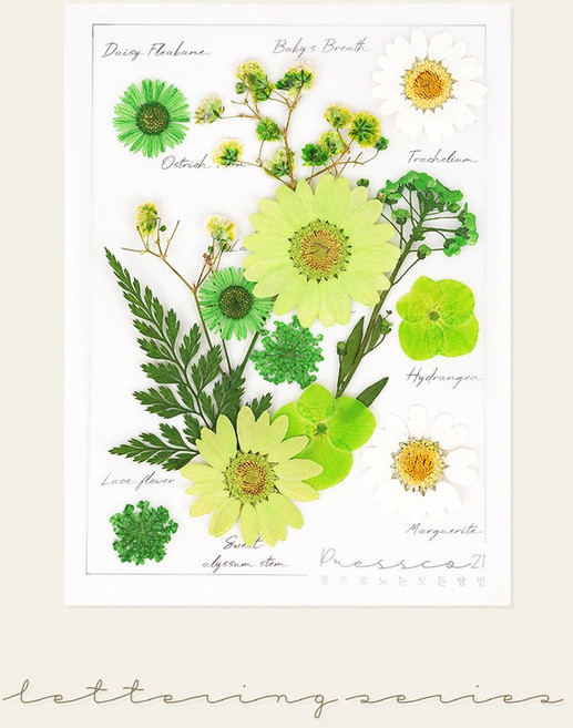 [국내 최초] 프레스코21 프리미엄 압화 레터링시리즈 M, 그리너리