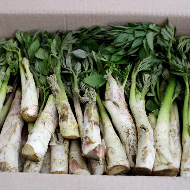 땅두릅(특)1kg 1박스/국내산/ 자연대로팜웨이, 1kg, 1개